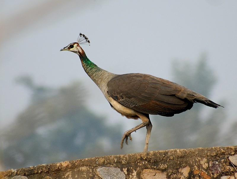 The subspecies of Indian Peafowl Peahen10