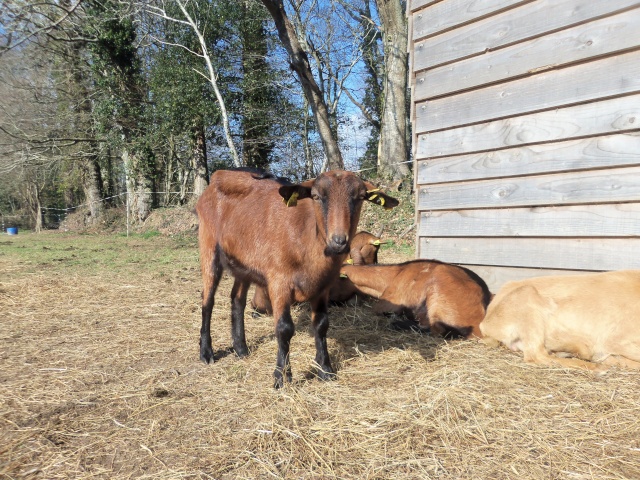 GROSSE URGENCE pr 2 chevres destinees a l'abattoir - Page 2 100_2914