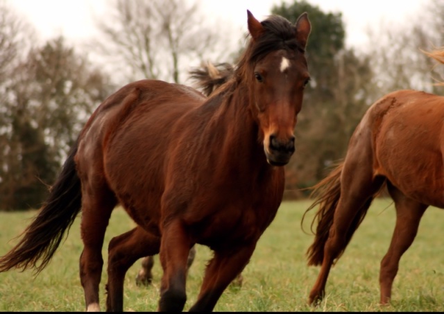  EASY Day O'Tyler, jument baie, OC de 21ans (1992)   Img_6210