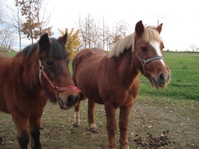 UNIC, ponette, 27 ans (1986) , bai, 1,35m   Photos11