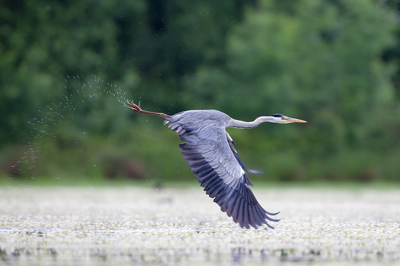 héron héron petit patapon  (MAJ 20/09 et fin) Dombes10