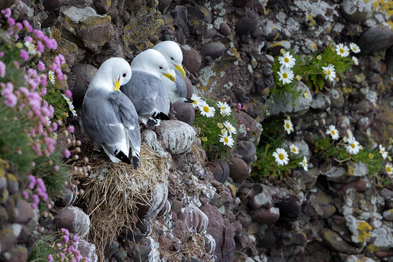 Encore des photos d’oiseaux prises en Écosse. + MAJ 13/09 Ecosse39