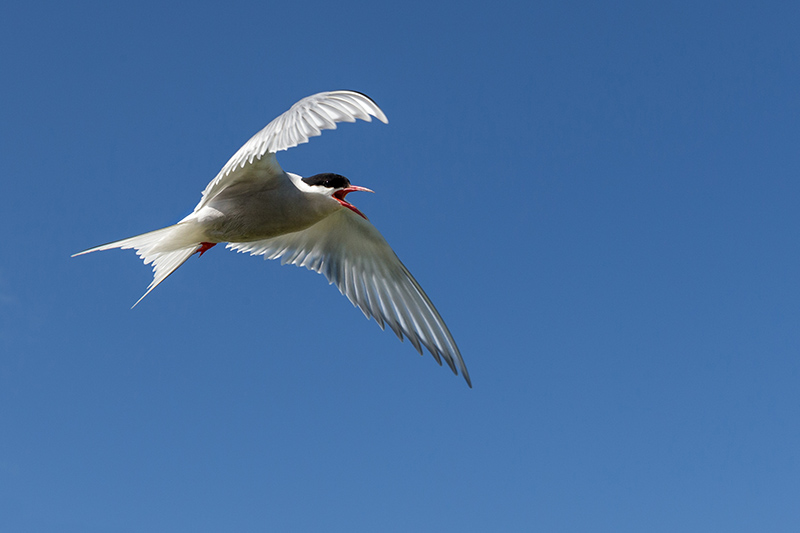 Encore des photos d’oiseaux prises en Écosse. + MAJ 13/09 Ecosse43