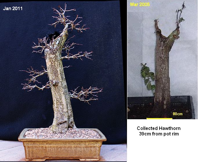 Collected Hawthorn Haw_me10