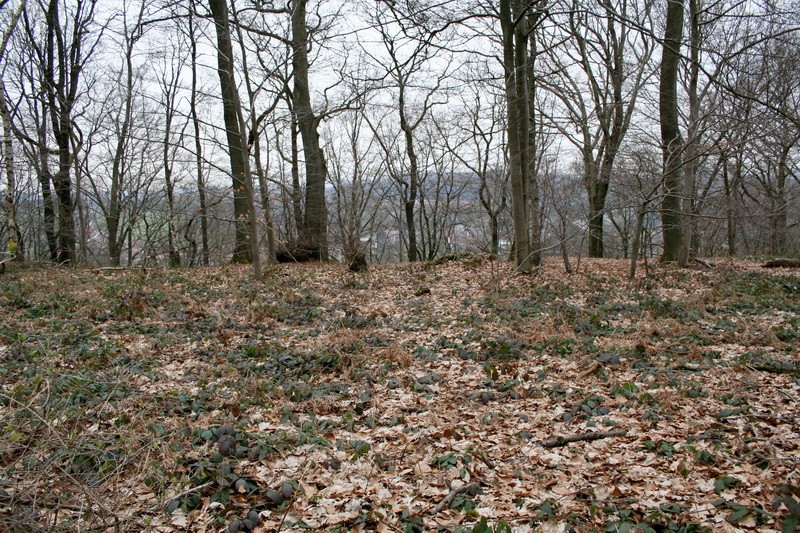 Terrain boisé de 17 hectares - Montigny-Le-Tilleul Img_7711