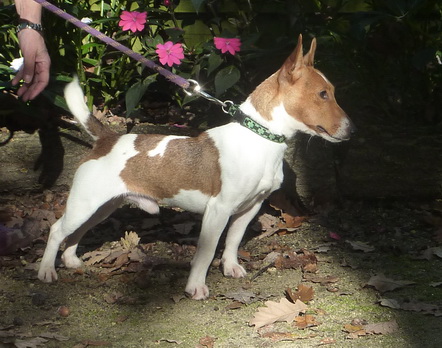 JASMIN - jack russel 1 an - Refuge de Saumur (49) Ajasmi10