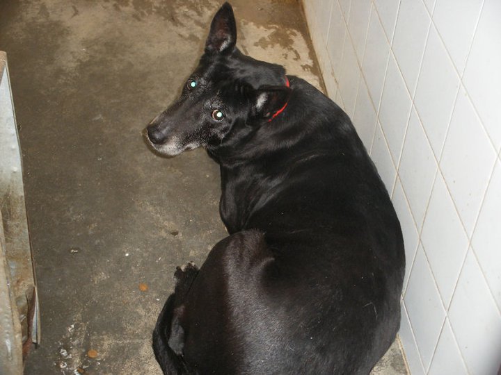 13 chiens a la perrera de Seville  TOUS  ADOPTES Blacky10