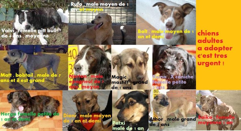 + de 100 chiens a adopter a la perrera de Rioja avant mars , la perrera ferme ADOPTES Chien_10