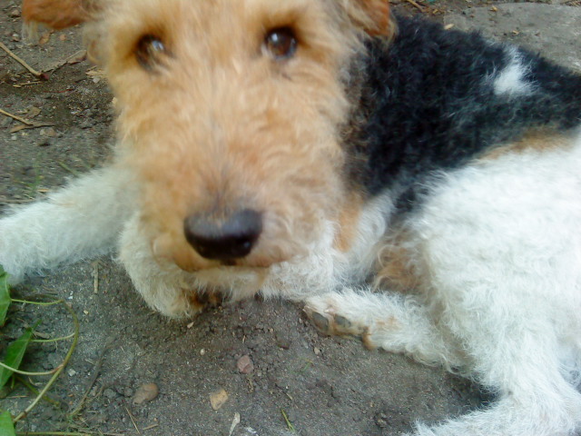 Snoopy ,fox terrier de 12 ans  Dsc08312