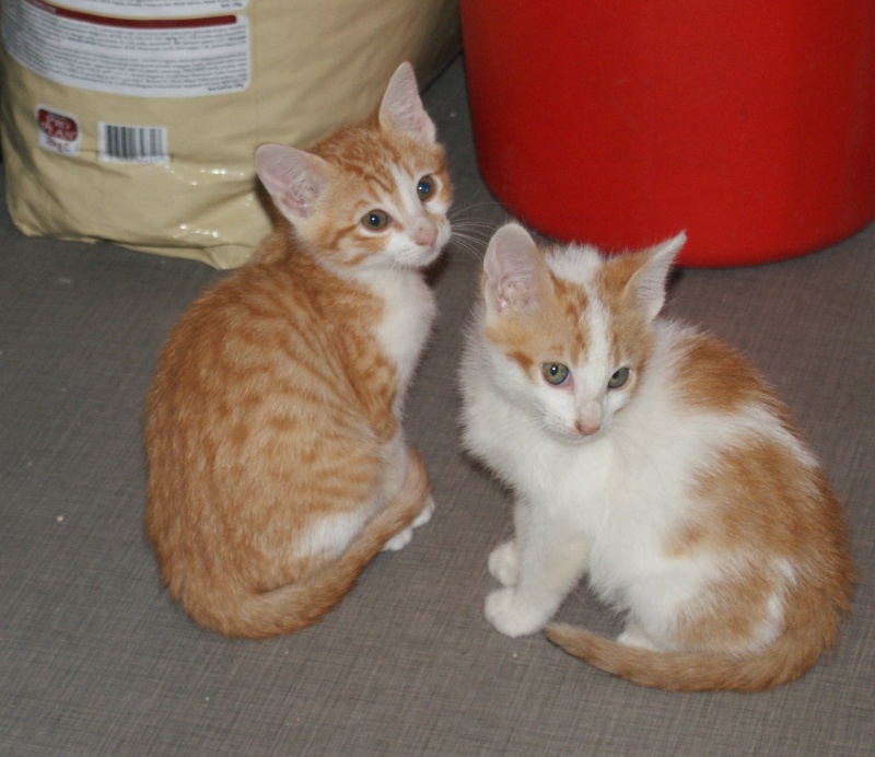  Adoptée Ismene petite femelle rousse et blanche ,Iota chaton blanc et roux dcd,idol chaton roux dcd 2mois chateki04 Chaton25