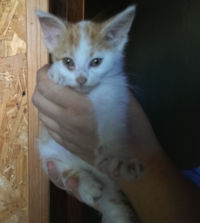  adopter Impala chatonne blanche et rousse 2mois chateki04 Imag0410