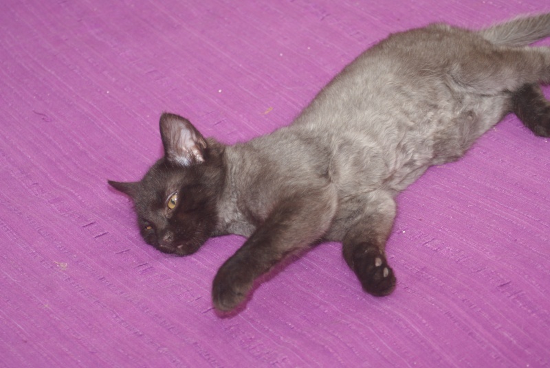   Adopté  Icat chaton noir 2mois et demi 04/06 Photos16