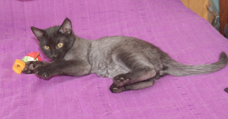   Adopté  Icat chaton noir 2mois et demi 04/06 Photos17