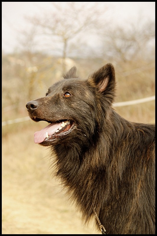 Des chiots Berger Hollandais Poils Longs Ardechois à venir ? Ethan310