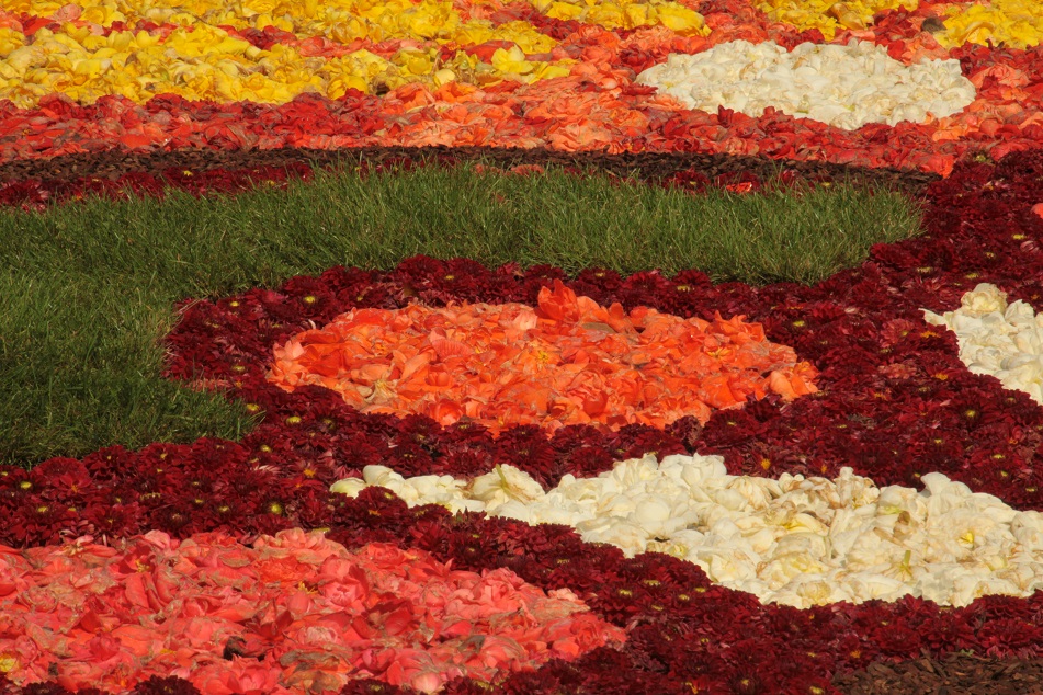 Le tapis de fleurs à la Grand place de Bruxelles Img_0017