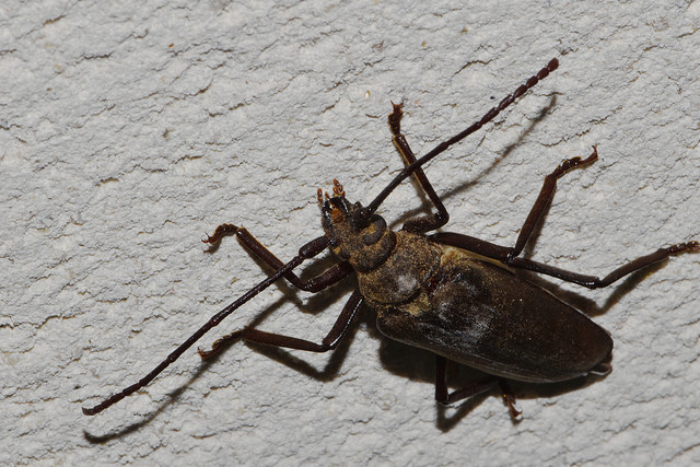 [Aegosoma scabricorne] Quel longicorne ? Coleop11