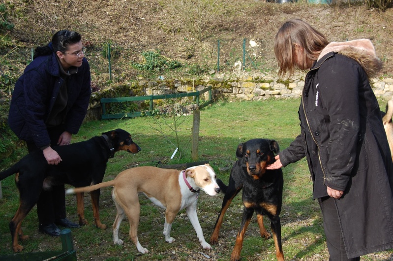 KELSO, X beauceron de 5 ans: une pépite pour maître connaisseur (60) - Page 3 Dsc_0422