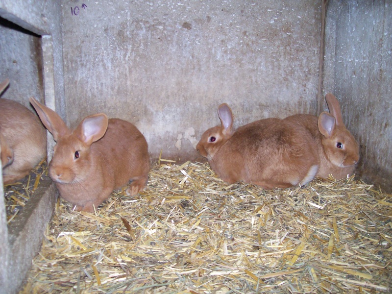 Petits lapins 100_2411
