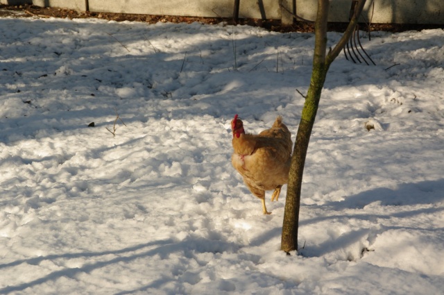 19eme concours "les animaux dans la neige" Imgp4410