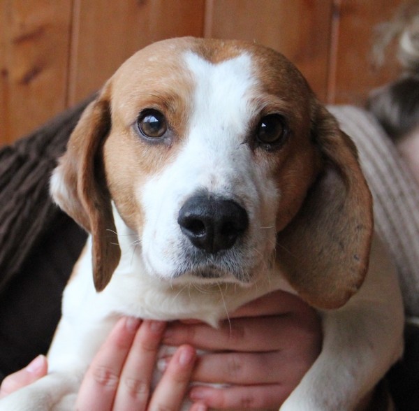 VOLVIC, croisé beagle mâle, 6 ans (72) B_311