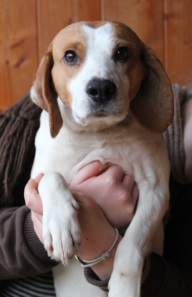 VOLVIC, croisé beagle mâle, 6 ans (72) B_410