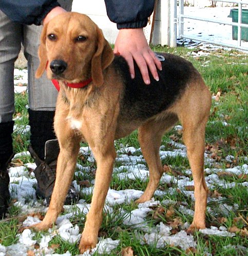 DÉZI, croisée beagle femelle, 2 an (72) Dscf6010