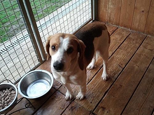 VOLVIC, croisé beagle mâle, 6 ans (72) Photo011