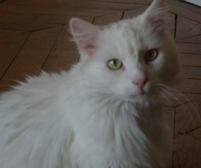 RECHERCHE EN URGENCE FA POUR BIRTHDAY  (jeune chat blanc)    Bithda10