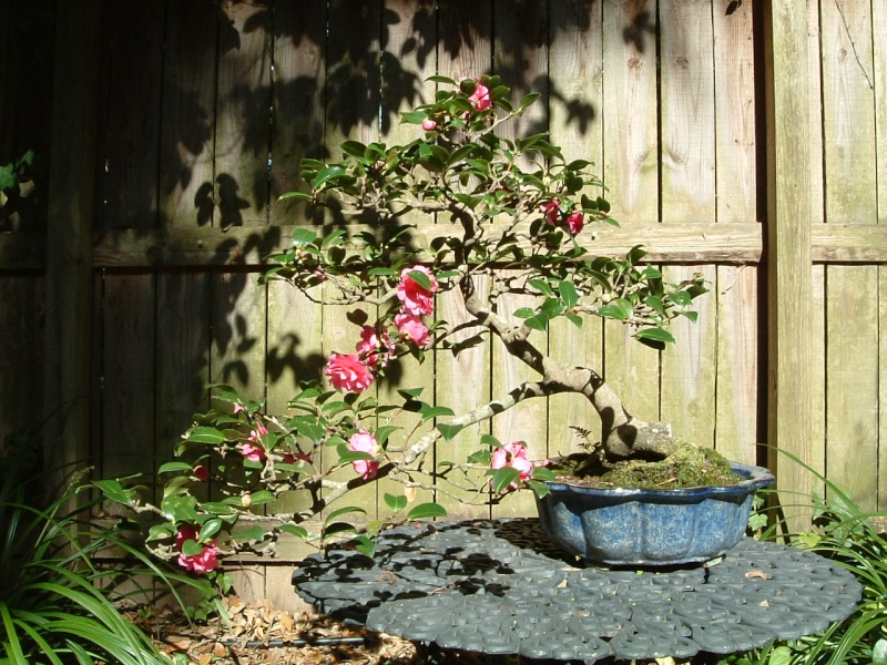 camellia ready for spring 12-5-110