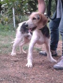 IROS griffon vendéen 2 ans - Aunay sur Odon 14 Iros_210