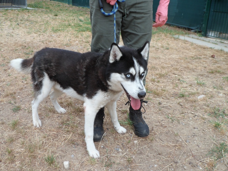 MOUJIK Husky (m) né 12/11/2008/ noir et blanc besoin maitre ferme REFU83 ADOPTE 08310