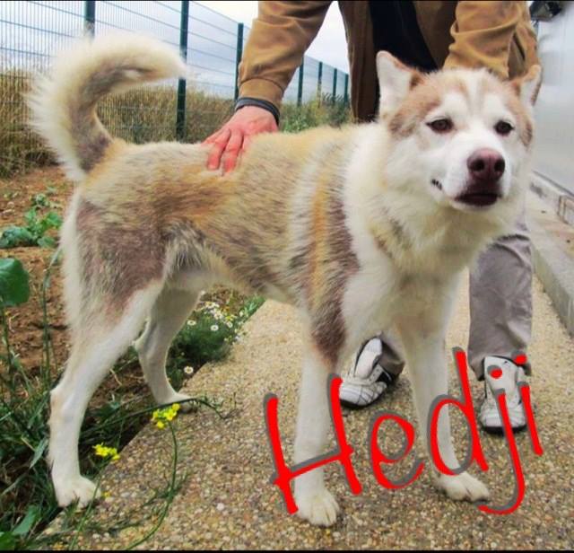 HEDJI husky (m) 4 ans sociable et doux REFU28   ADOPTE 10053510