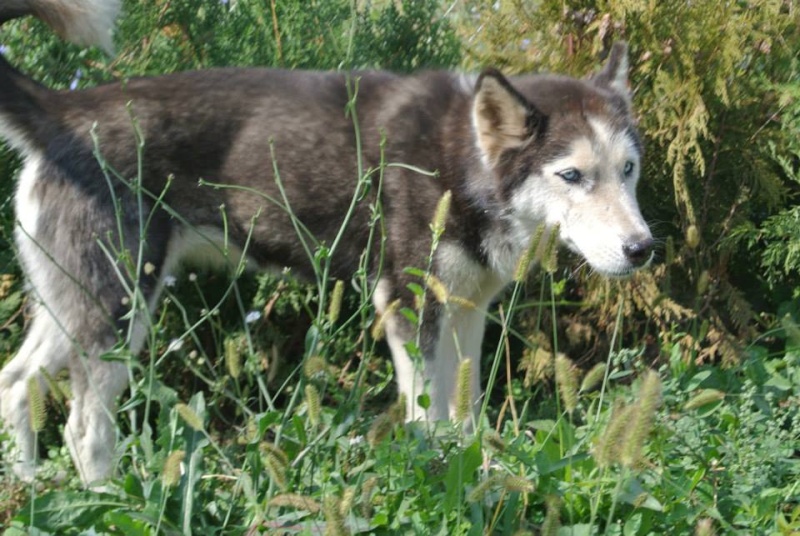 LUNA Husky 4/5 ANS pas ok chien URGENCE ROUMANIE  ADOPTEE - Page 2 10440610