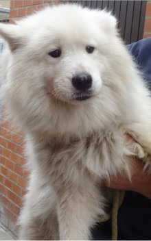 Samoyède (f) 8 ans blanche .SRPA 6032 BELGIQUE  ADOPTEE 11300410