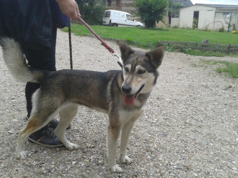 HELIA husky (f) 4 ans  gentille douce attachante REF:76 ADOPTEE 12400410