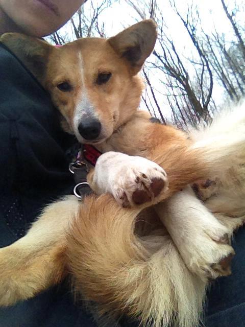 Lassie, jeune berger  X shiba à l’adoption(f) 1 an 7 mois. (95)  ADOPTEE - Page 2 52777010