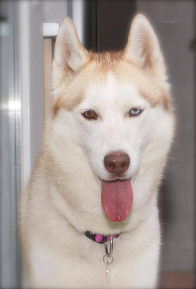 KASSY husky (f) 4 ans  ASSOC:26  ADOPTEE 54342410