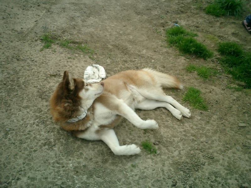 Zak / Chadwan - Mâle - Husky sibérien - 6 ans ASSO85 57771910