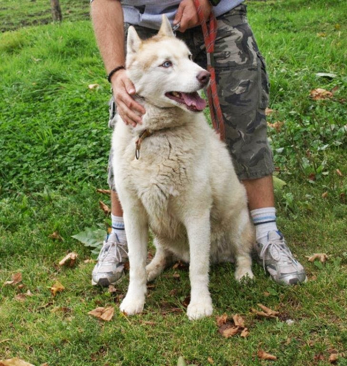 CHAUNCEY - husky siberian 10 ans - Refuge Animal sans toi...t à Grace Hollogne (Belgique) 90438_13