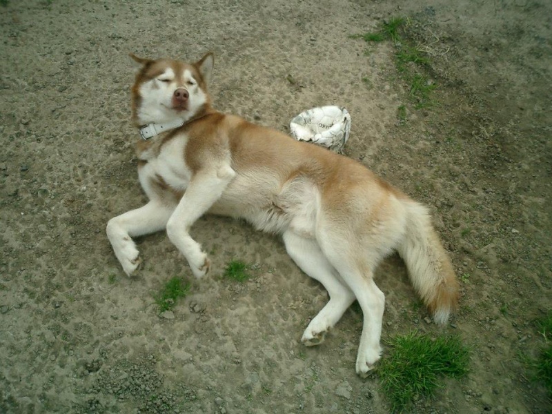 Zak / Chadwan - Mâle - Husky sibérien - 6 ans ASSO85 94303910