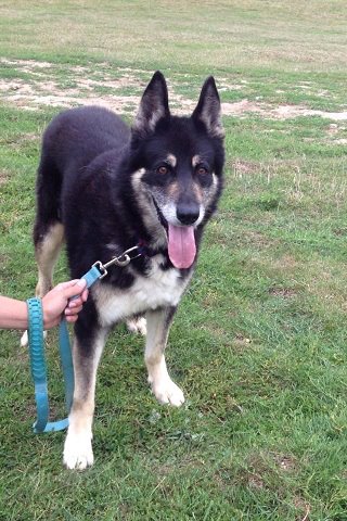 Pirate - BA Croisé husky (m) Né en 2001 RECHERCHE FA- REFU76 ADOPTER 99426310