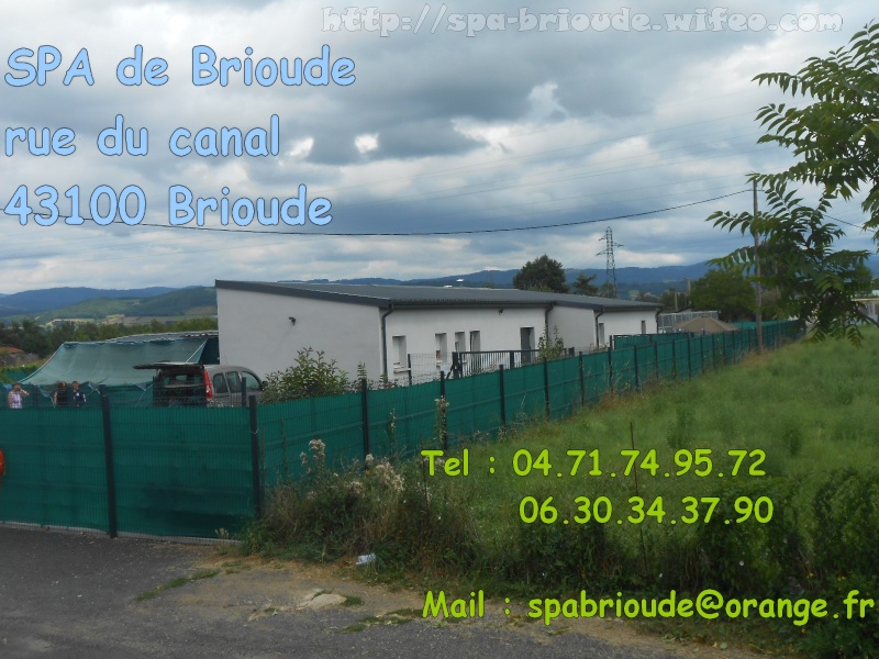 BAMBI - x epagneul breton 9 ans - Spa de Brioude (43) Accuei10