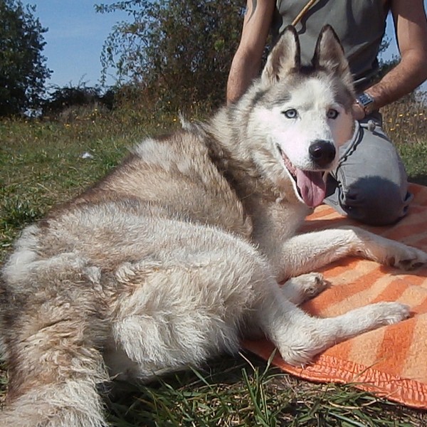 Bandi   husky   (m) REF:77 ADOPTE Bandi112