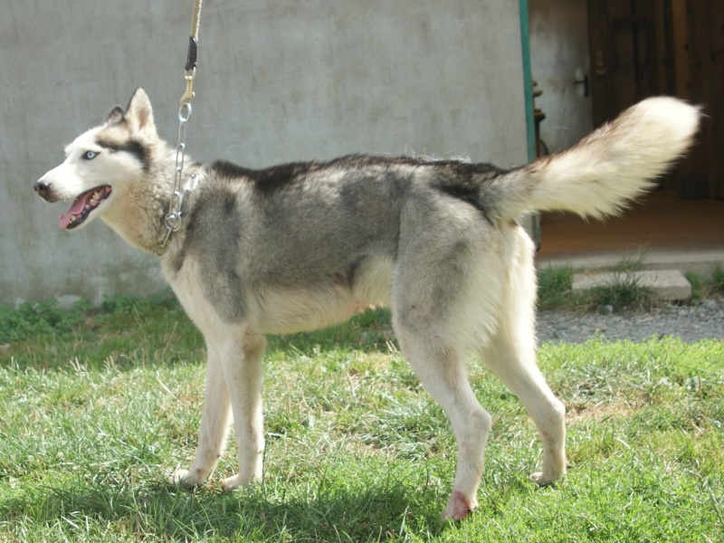 DELPH  husky (m) né   15 septembre 2008      REF:85  ADOPTE Dsc06912