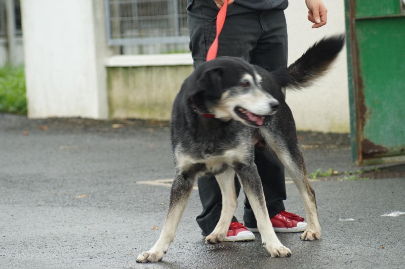 Voyou x husky (m) 2004/noir et fauve.REF:37 ADOPTE Dsc07113