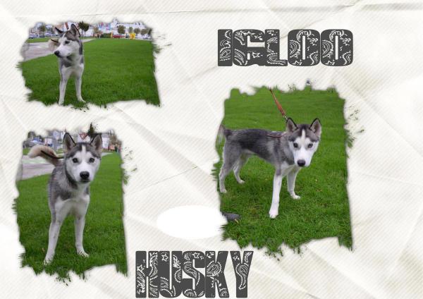 Igloo husky (m)gris et blanc né le 07/2013/doux REFU50  ADOPTé!! Igloo_10