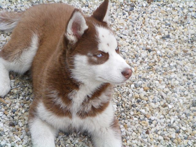 Kobe Husky De Siberie M 8 Mois Marron Et Blanc Yeux Bleus Par 33 Decede