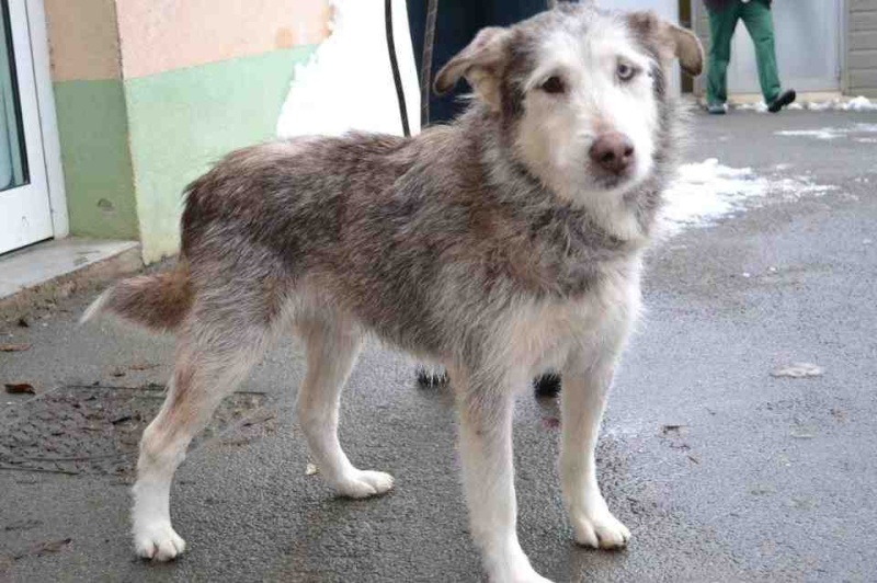 Ulysse x husky (m) 2002/gentil REFU25 DECEDE Ulysse10