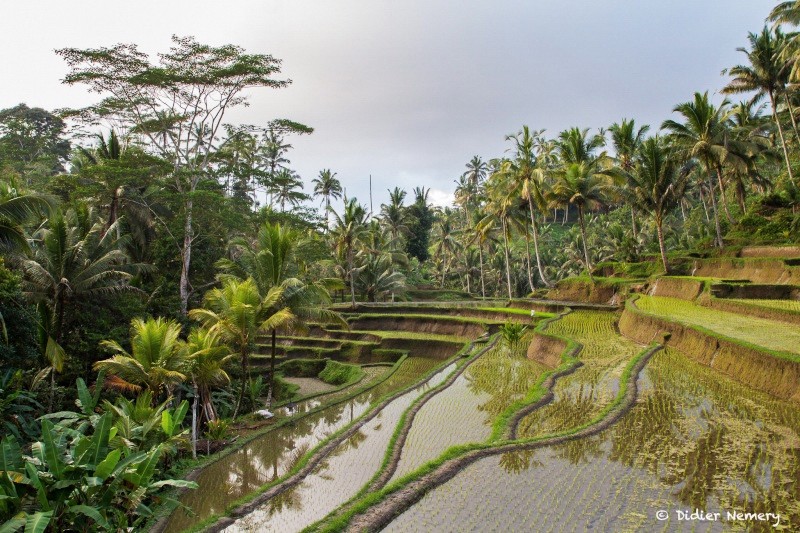 Dans les rizières de Bali Bali-411