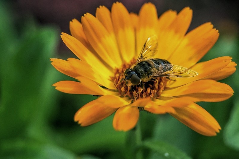 Soleil d automne Jardin10